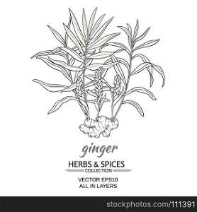 ginger vector illustration. ginger plant vector illustration on white background