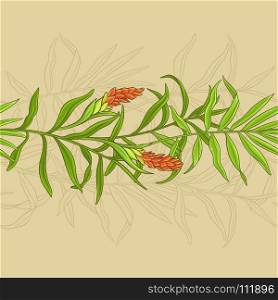 ginger vector pattern. ginger leaves and flowers vector pattern on color background