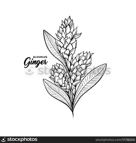 Gingerflower blossoming plant spice. Botanical vector illustration for posters or banner design. Gingerflower blossoming plant spice. Botanical vector illustration