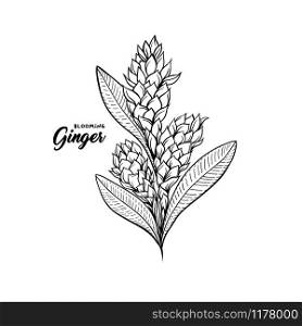 Gingerflower blossoming plant spice. Botanical vector illustration for posters or banner design. Gingerflower blossoming plant spice. Botanical vector illustration