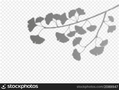 Ginkgo biloba leaves shadow overlay on transparent background. Foliage of tropical plants reflection on wall. Vector realistic illustration. EPS 10. Ginkgo biloba leaves shadow overlay on transparent background. Foliage of tropical plants reflection on wall. Vector realistic illustration. EPS 10.