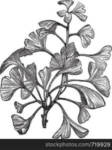 Ginkgo biloba or Salisburia adiantifolia or Pterophyllus salisburiensis or Ginkgo or Maidenhair Tree, vintage engraving. Old engraved illustration of Ginkgo, isolated on a white background.