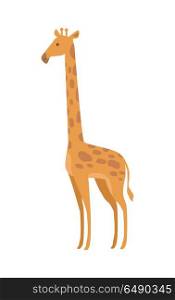 Giraffe Giraffa Camelopardalis Cartoon Animal. Giraffe Giraffa camelopardalis cartoon animal isolated on white. African even toed ungulate mammal, the tallest living terrestrial animal and the largest ruminant. Sticker for children. Vector