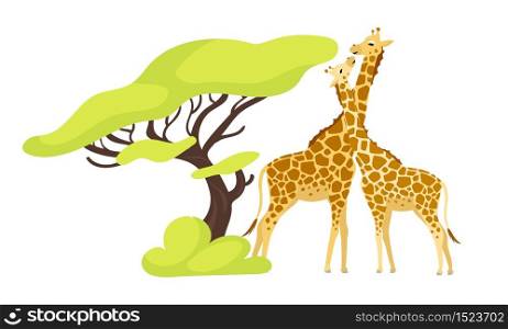 Giraffe pair flat color vector illustration. Pair of african animals near exotic tree. Flora and fauna. Green foliage. Southern creature isolated cartoon character on white background