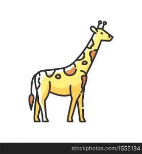 Giraffe RGB color icon. Exotic animal with long neck, african herbivore wildlife. African savanna, tropical zoo. Tall camelopard isolated vector illustration. Giraffe RGB color icon