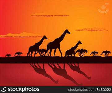 Giraffe. Three giraffes go on savanna. A vector illustration