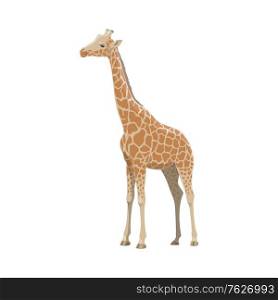 Giraffe wild animal vector isolated icon. African safari zoo and savanna hunt trophy giraffe. Giraffe, African safari zoo and hunt wild animal