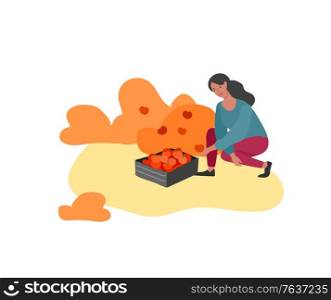 Girl gathering crops or seasonal harvest, collecting ripe vegetables. Women work on a farm. Agricultural worker in autumn. Cartoon vector illustration. Girl gathering crops or seasonal harvest, collecting ripe vegetables. Women work on a farm. Agricultural worker in autumn. Cartoon vector