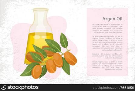 Glass bottle contains golden liquid inside. Branch with brown nuts of argania. Text, information about argan oil in vessel. Product used in beauty industry like for hair care. Vector illustration. Information About Argan Oil in Bottle, Argania