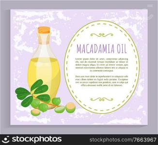 Glass bottle with liquid inside and closed with bung. Branch with green leaves and maroochi plant. Space with information about natural oil made from macadamia nuts. Vector illustration in flat style. Macadamia Oil in Vessel, Maroochi Nuts near Bottle