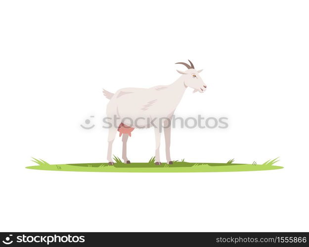 Goat semi flat RGB color vector illustration. Domestic animal to produce milk and dairy. Farm pet on ground with grass. Farmland wildlife. Cattle isolated cartoon character on white background. Goat semi flat RGB color vector illustration