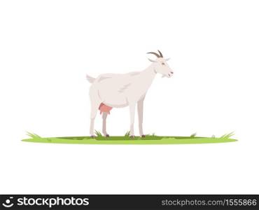 Goat semi flat RGB color vector illustration. Domestic animal to produce milk and dairy. Farm pet on ground with grass. Farmland wildlife. Cattle isolated cartoon character on white background. Goat semi flat RGB color vector illustration
