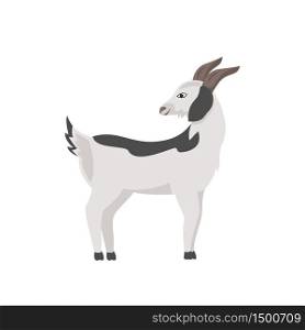 Goat with grey spots flat color vector character. Cute pet with horn and hooves. Farmland and ranch mammal. Domestic animal isolated cartoon illustration for web graphic design and animation. Goat with grey spots flat color vector character