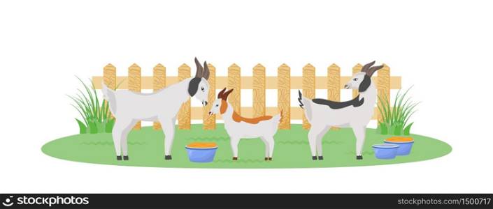 Goats in garden flat color vector character. Feeding bowl for cattle in backyard. Farmland with fence and cattle. Domestic animals isolated cartoon illustration for web graphic design and animation. Goats in garden flat color vector character