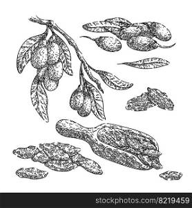 goji berry red set hand drawn vector. food leaf, healthy, fruit antioxidant, wolfberry vitamin, chinese health, organic goji berry red sketch. isolated black illustration. goji berry red set sketch hand drawn vector