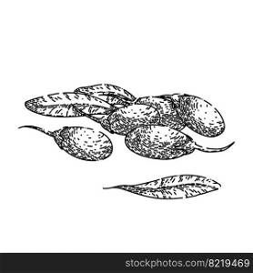 goji leaf hand drawn vector. red fruit, wolfberry barbarum, closeup food, lycium healthy, chinese ripe, barberry goji leaf sketch. isolated black illustration. goji leaf sketch hand drawn vector