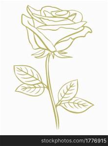 Gold rose, vector. A simple illustration with a blossoming flower. Blooming petals. Line art, hand drawing.. Gold rose, vector. A simple illustration with a blossoming flower. Blooming petals.