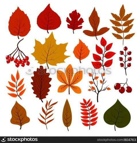 Golden and red autumn leaves, brunches and berries. Fall leaf vector cartoon collection isolated on white background. Illustration of orange maple nature, cartoon foliage and red berry. Golden and red autumn leaves, brunches and berries. Fall leaf vector cartoon collection isolated on white background