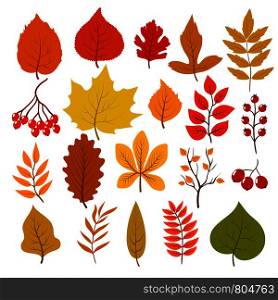Golden and red autumn leaves, brunches and berries. Fall leaf vector cartoon collection isolated on white background. Illustration of orange maple nature, cartoon foliage and red berry. Golden and red autumn leaves, brunches and berries. Fall leaf vector cartoon collection isolated on white background