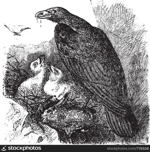 Golden eagle or Aquila chrysaetos vintage engraving, vector. Old engraved illustration of a golden eagle feeding her babies in her nest.