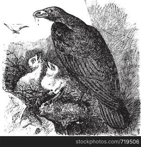 Golden eagle or Aquila chrysaetos vintage engraving, vector. Old engraved illustration of a golden eagle feeding her babies in her nest.