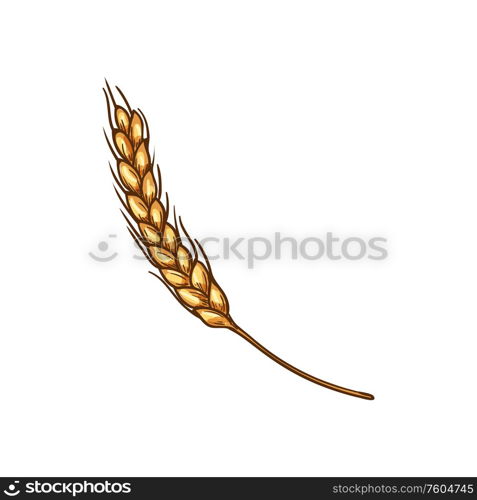 Golden grain spica isolated ears of wheat sketch. Vector crop of cereal grains, grass seeds. Ears of wheat isolated spike, bakery symbol