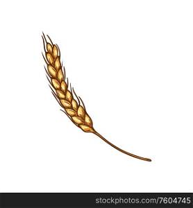 Golden grain spica isolated ears of wheat sketch. Vector crop of cereal grains, grass seeds. Ears of wheat isolated spike, bakery symbol