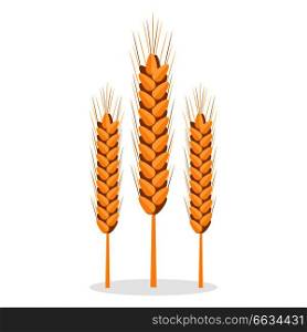 Golden organic unprocessed bread spikes isolated vector illustration on white background. Seeds to grind, make flour and bakery products.. Golden Organic Bread Spikes Isolated Illustration