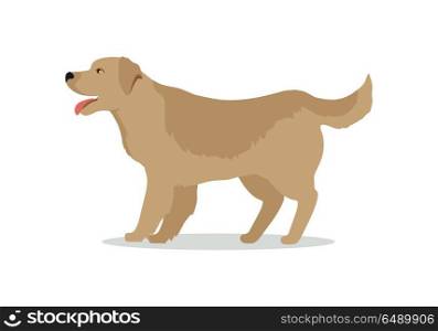 Golden Retriever Dog Isolated on White. Labrador. Golden retriever dog isolated on white. Labrador Retriever. Large, strongly built breed with a dense, water-repellant wavy coat. Blonde, yellow, or gold puppy. Series of puppies icon symbols. Vector