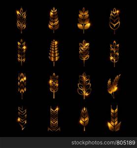 Golden wheat ears vector icons isolated on black background. Oat and barley, golden agriculture food illustration. Golden wheat ears vector icons isolated on black background