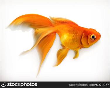 Goldfish, realistic vector illustration