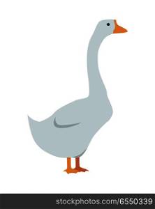 Goose flat style vector. Domestic animal. Country inhabitants concept. Poultry. Illustration for farming, animal husbandry, meat, down production companies. Agricultural species. Isolated on white. Goose Vector Illustration in Flat Design. Goose Vector Illustration in Flat Design