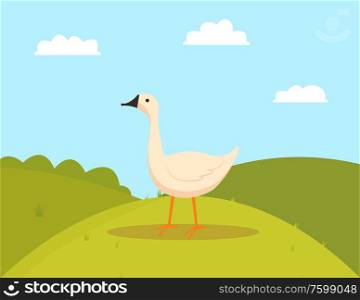 Goose on grass, walking farm bird character, side view of white countryside animal, duck or fowl outdoor, poultry eating on hills, farming vector. Farm Bird on Grass, Goose Eating, Farming Vector