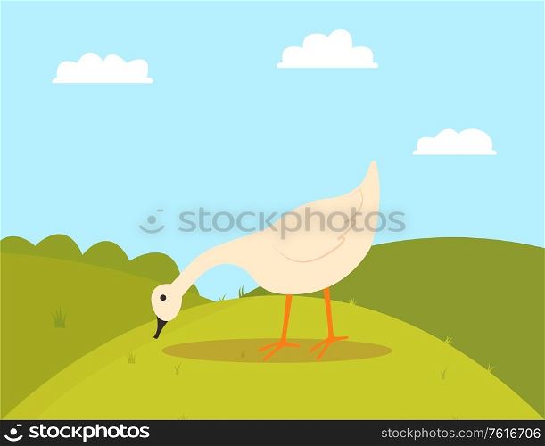 Goose pecking grass, walking farm bird character, side view of white countryside animal, duck or fowl outdoor, poultry eating on hills, farming vector. Farm Bird on Grass, Goose Eating, Farming Vector