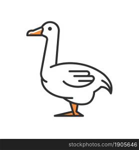 Goose RGB color icon. Domestic bird breed for meat. Poultry farming. Commercial geese growing. Waterfowl. Canadian and white goose. Isolated vector illustration. Simple filled line drawing. Goose RGB color icon