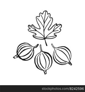 Gooseberry. Hand drawn illustration converted to vector.