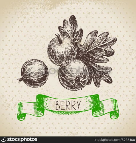 Gooseberry. Hand drawn sketch berry vintage background. Vector illustration of eco food