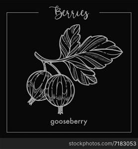 Gooseberry on branch with leaves monochrome berry sepia sketch. Delicious natural product full of vitamins on short twig from bush isolated cartoon flat vector illustration. Gooseberry on branch with leaves monochrome berry sepia sketch.