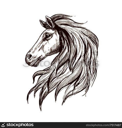 Gorgeous arabian racehorse vintage engraving sketch with profile of young stallion head with long mane. May be use as horse club and horse racing sporting symbol design. Sketch profile of arabian horse head