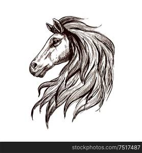 Gorgeous arabian racehorse vintage engraving sketch with profile of young stallion head with long mane. May be use as horse club and horse racing sporting symbol design. Sketch profile of arabian horse head