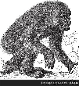 Gorilla, vintage engraving. Old engraved illustration of Gorilla, running in the meadow.