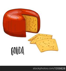 Gouda. Full color cheese illustration, vector hand drawn sketch art.