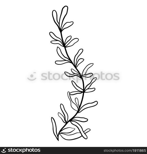 Graceful curved twig doodle vector illustration. Botanical element, hand drawing.. Graceful curved twig doodle vector illustration.