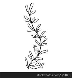 Graceful curved twig doodle vector illustration. Botanical element, hand drawing.. Graceful curved twig doodle vector illustration.