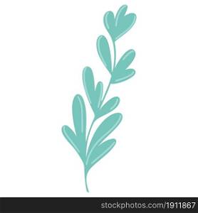Graceful twig with elongated leaves drawn isolated botanical element. Green sheets on a branch, greenery for decoration. Plant for product design, invitations and cards, vector illustration.. Graceful twig with elongated leaves drawn isolated botanical element.