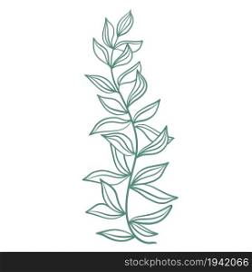 Graceful twig with leaves, botanical element vector illustration. A sketch of a branch with sheets. Natural decoration for cards, banners and templates.. Graceful twig with leaves, botanical element vector illustration.