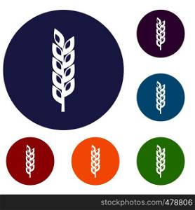 Grain spike icons set in flat circle red, blue and green color for web. Grain spike icons set