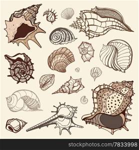 Grange Sea shells collection. Hand drawn vector illustration