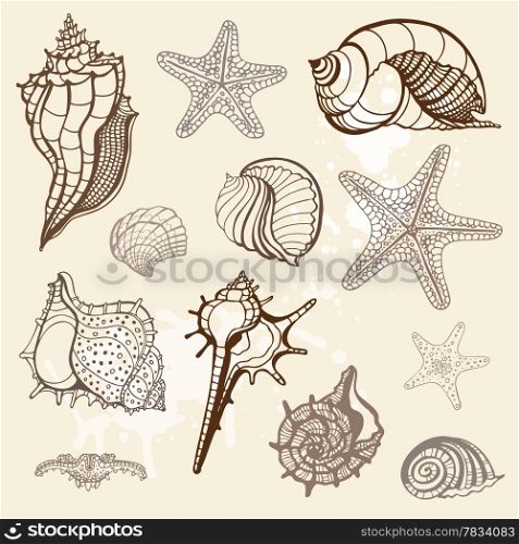 Grange Sea shells collection. Handdrawn vector illustration