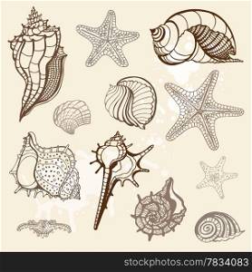 Grange Sea shells collection. Handdrawn vector illustration